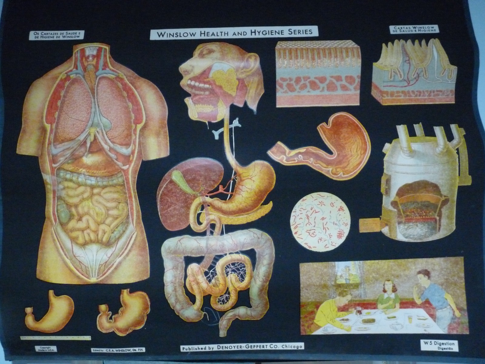 “DIGESTION” 1930S PULL DOWN MEDICAL CHART , DENOYER GEPPERT 44X36