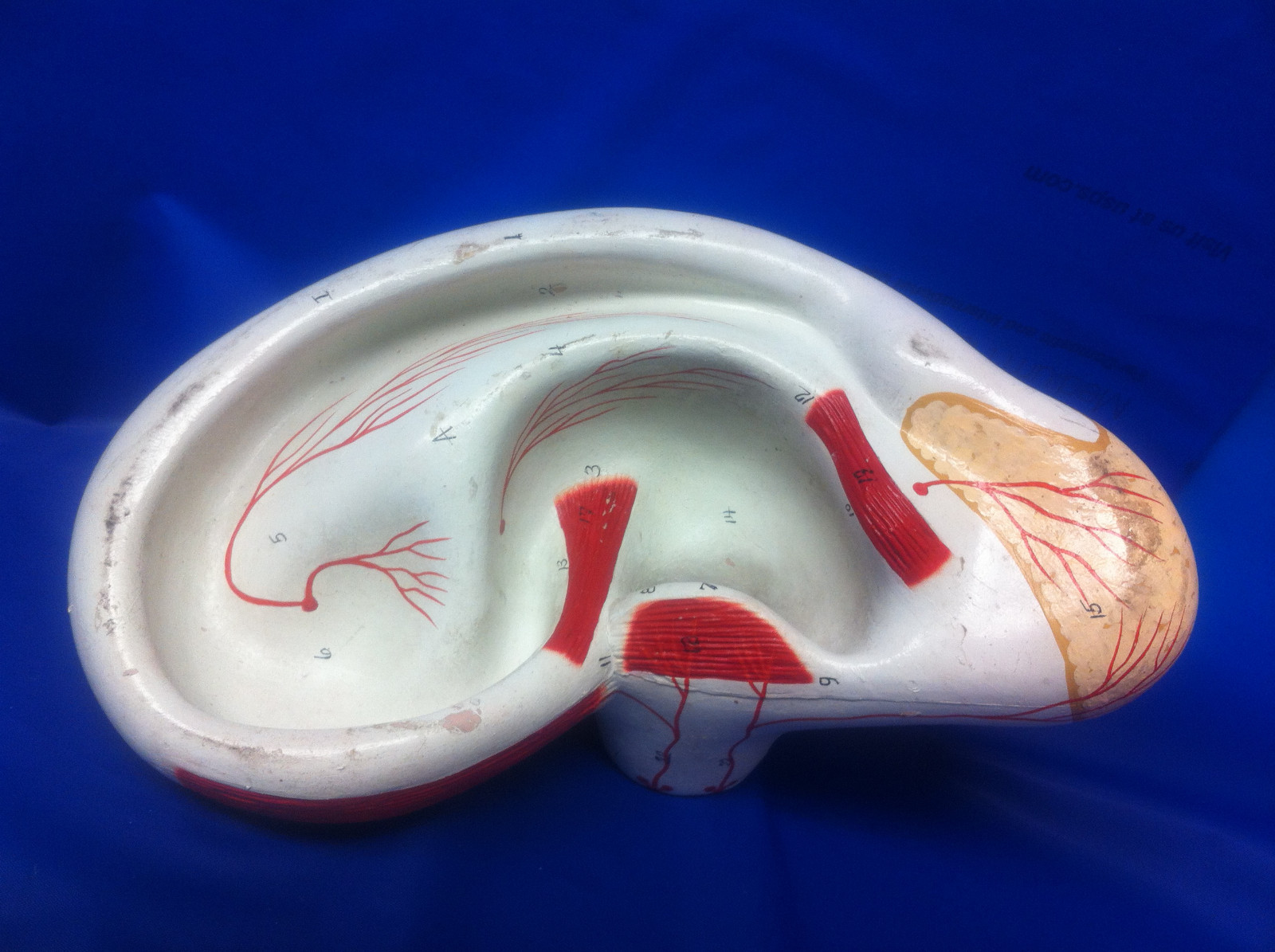 Denoyer Geppert Ear Anatomy Model Vintage 10 inches High Anatomical Original