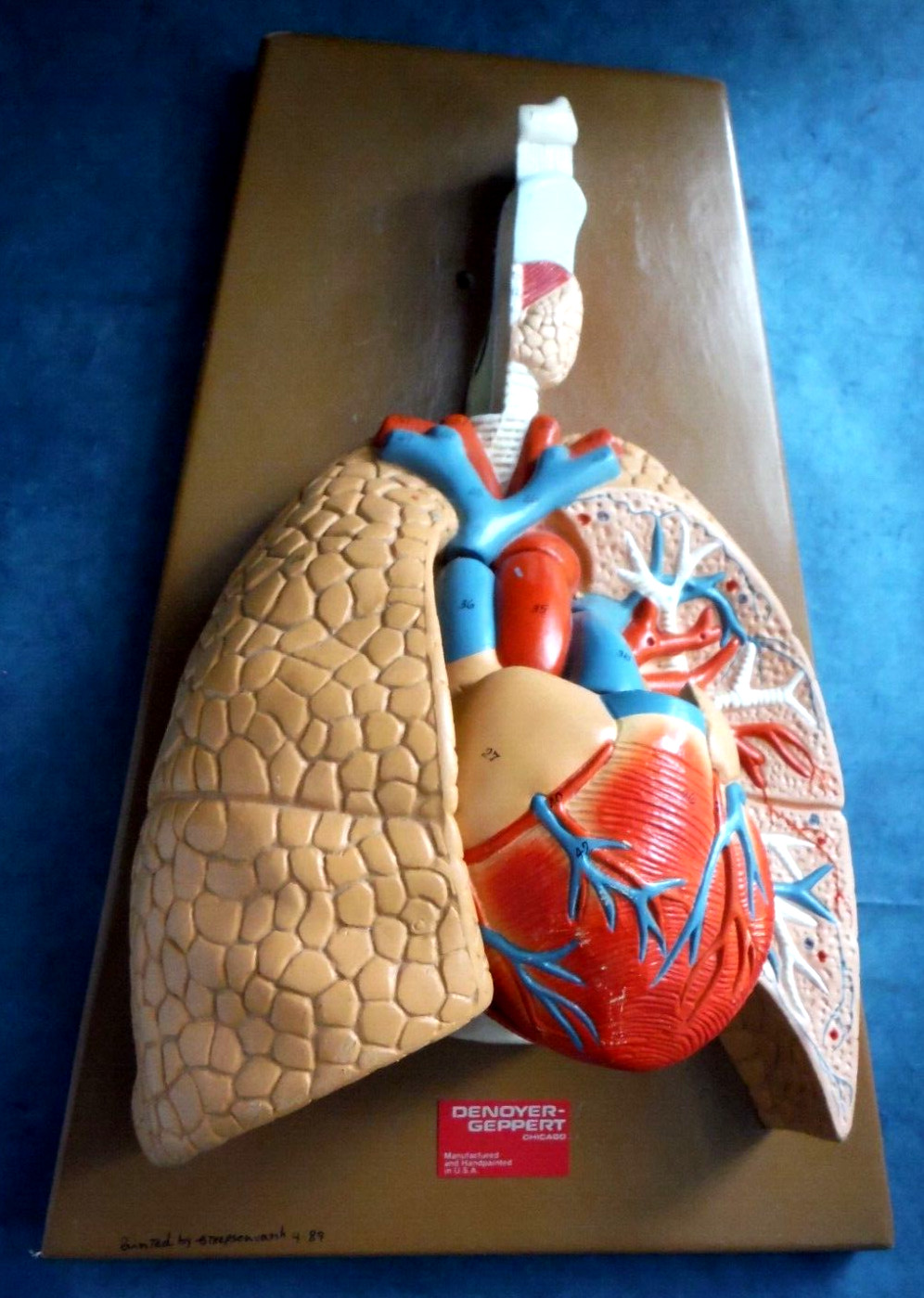 Vintage hand painted and # cardiovascular system model 1989 from Denoyer-Geppert