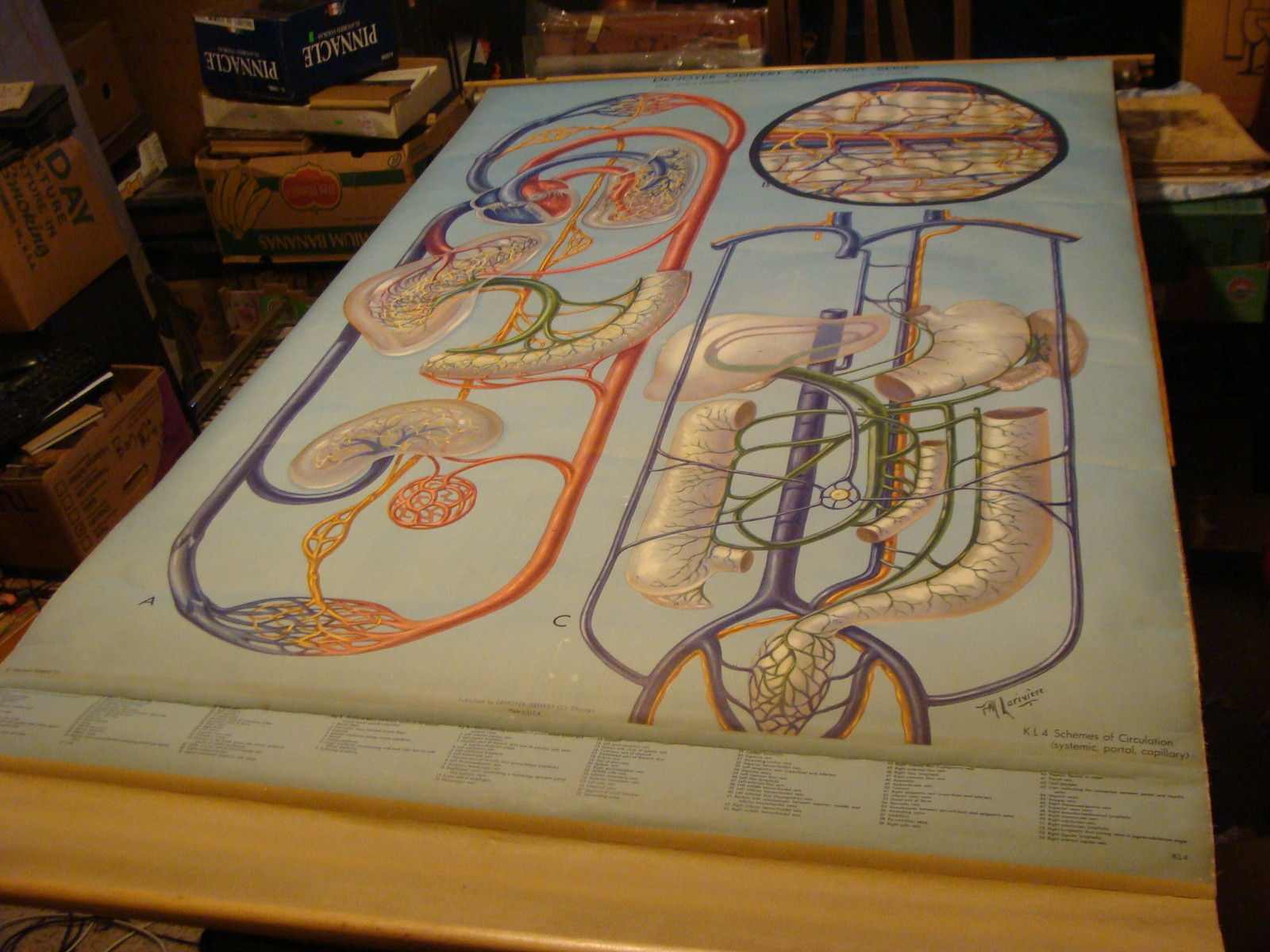 Denoyer-Geppert Anatomy Series–KL4 SCHEMES OF CIRCULATION–P.M. Larviere POSTER