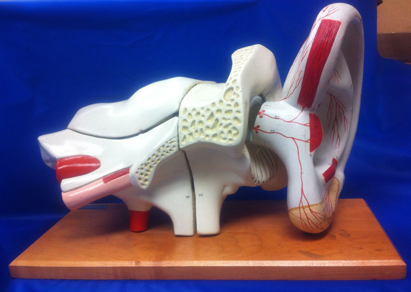 Denoyer Geppert Ear Anatomy Model Vintage 10 inches High Anatomical Original