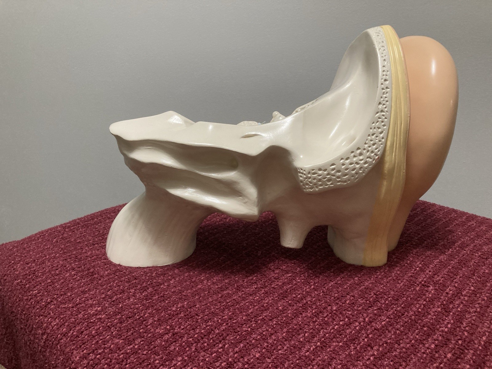 Vintage Denoyer Geppert Large Ear Model Anatomy Display