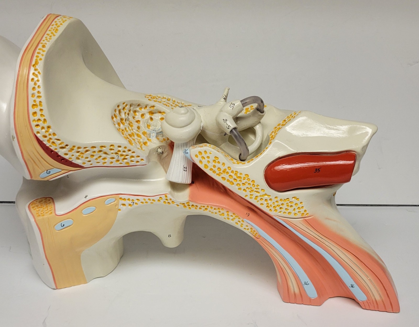 Denoyer Geppert Vintage Large Ear Model Anatomy Display Painted