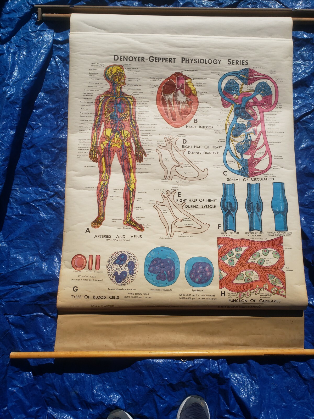 Vintage Denoyer Geppert Pull Down Chart Circulation System 1970 physiology