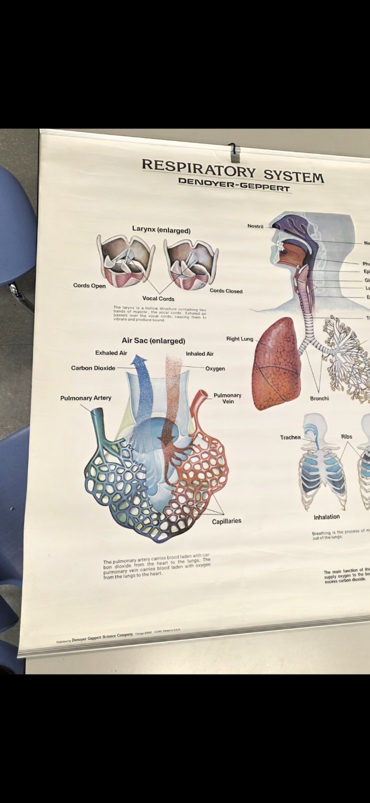 Vintage 1990 Denoyer Geppert 44″ X 36″ Medical Anatomy Respiratory System Poster