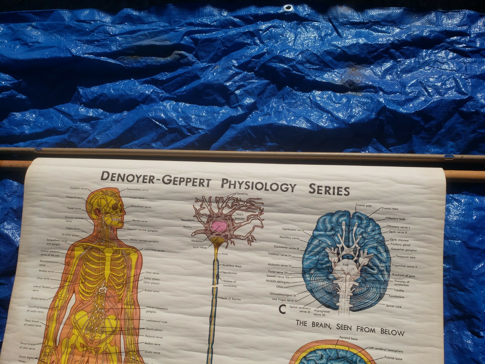 Vintage Denoyer Geppert Pull Down Chart Brain Nervous System 1970 physiology
