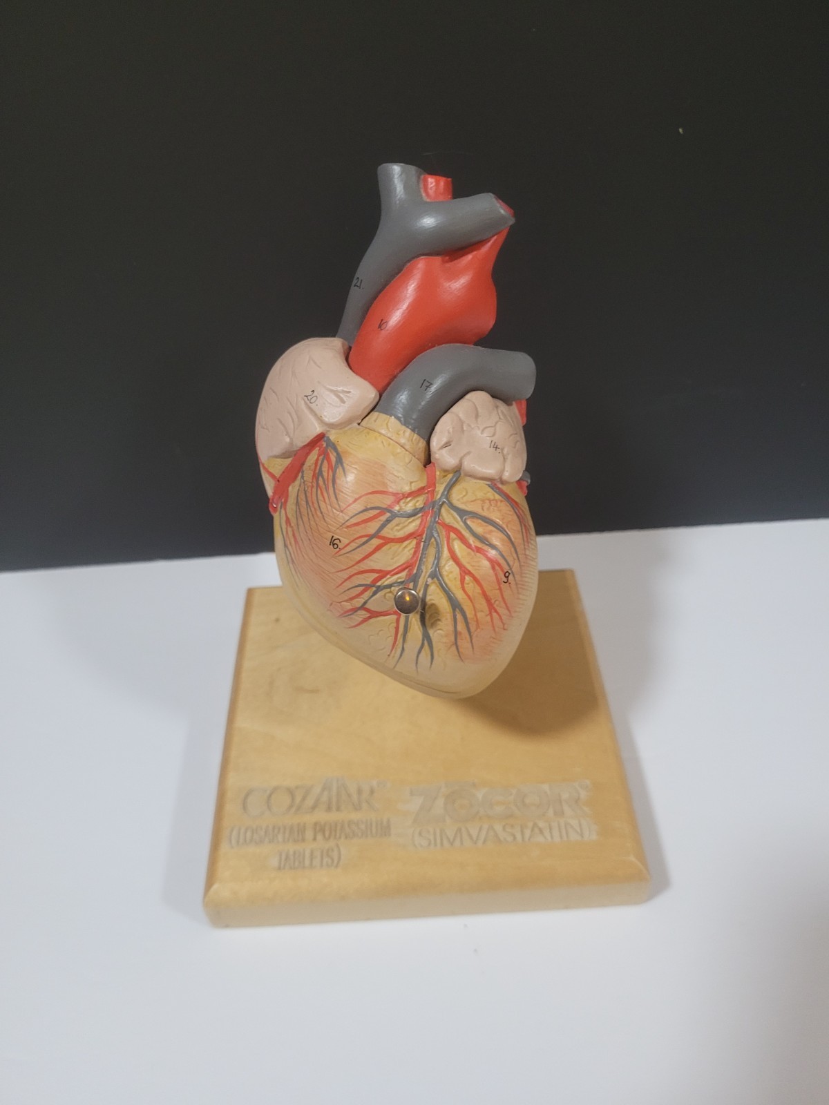 COZAAR ZOCOR Heart Display Model Cardiology Anatomically Labeled Heart