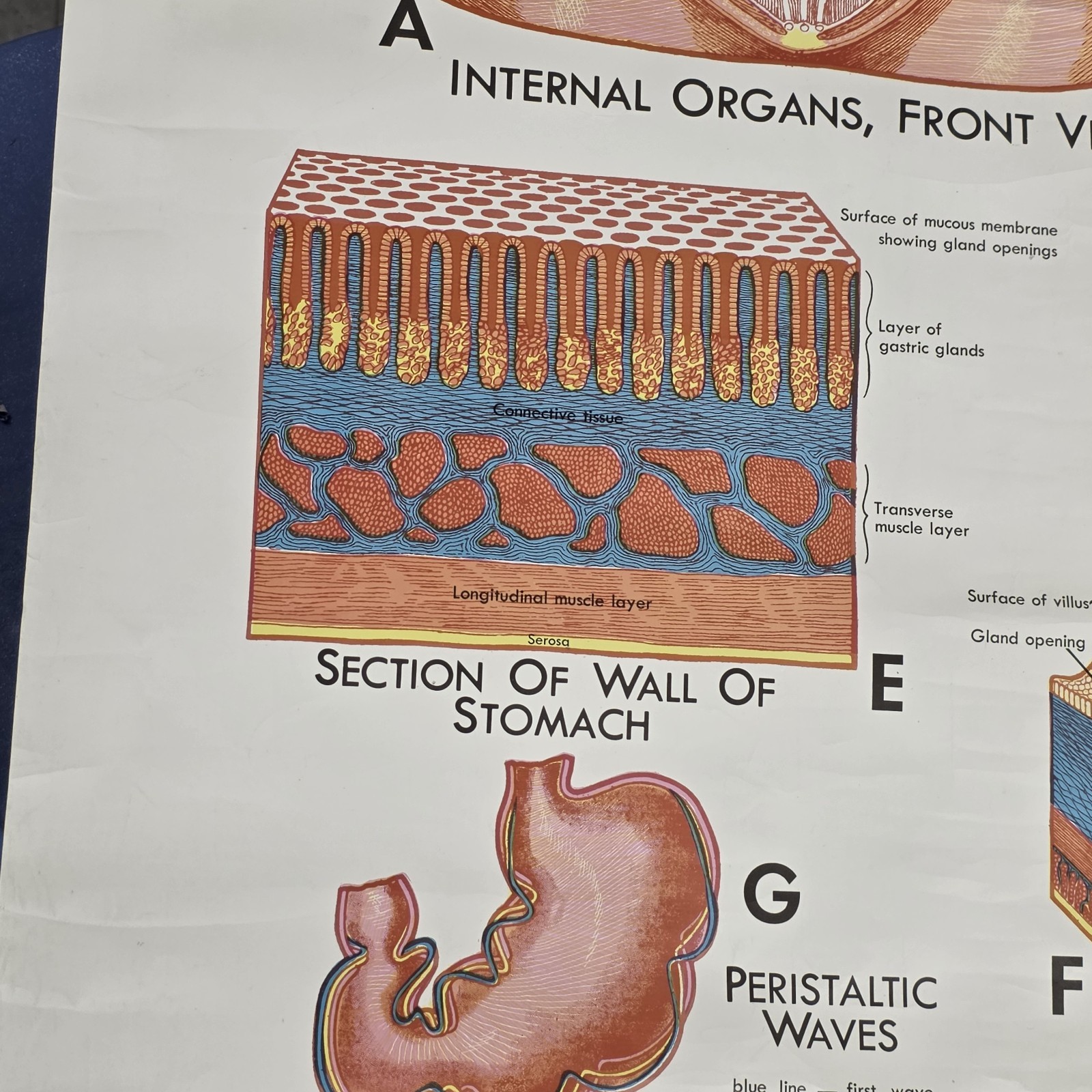 Vintage 1990 Denoyer Geppert 44″ X 36″ Medical Anatomy DIGESTIVE System Poster