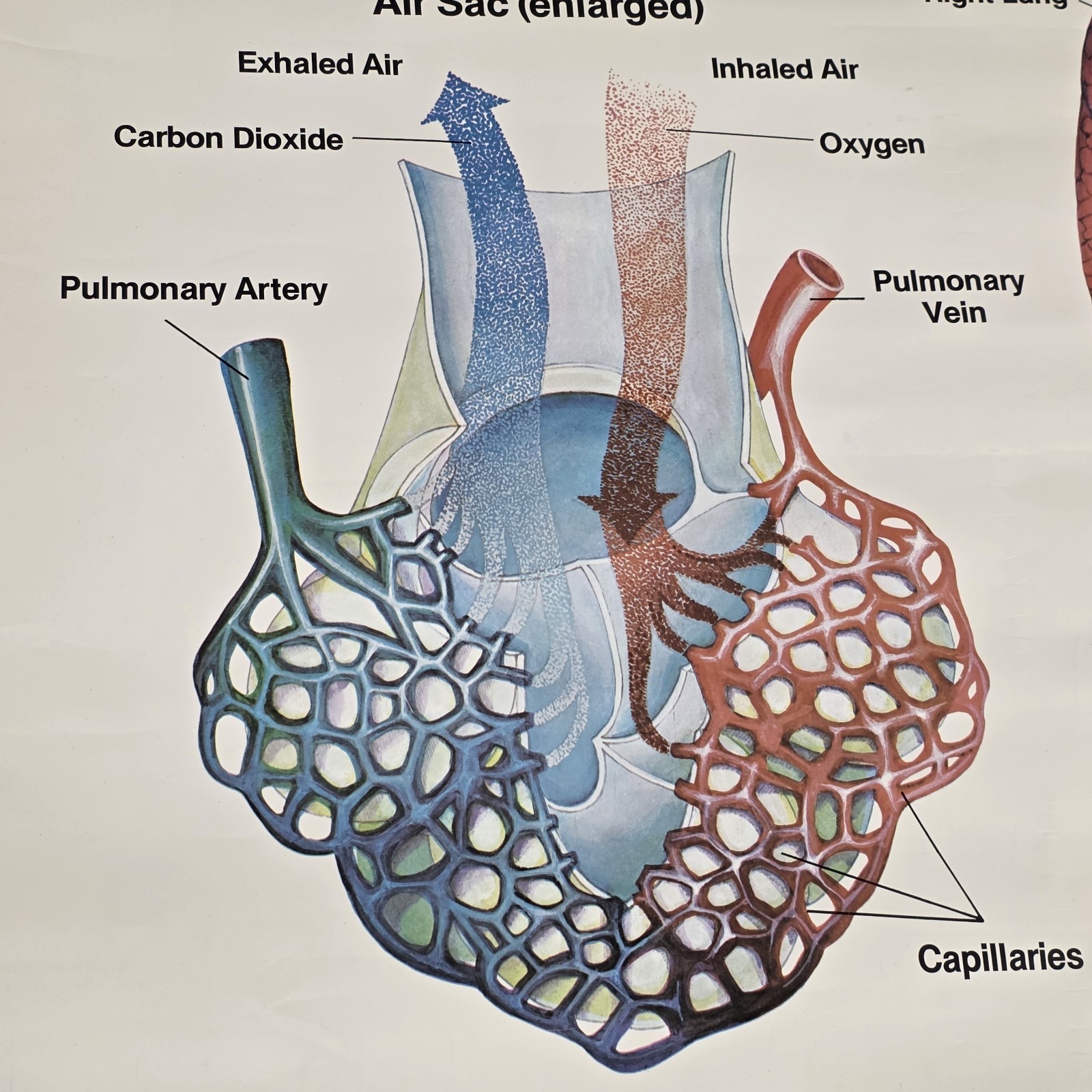 Vintage 1990 Denoyer Geppert 44″ X 36″ Medical Anatomy Respiratory System Poster